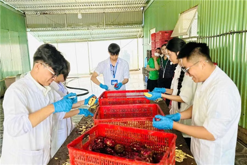 Nhóm tác giả đã ứng dụng khoa học công nghệ để tối ưu hóa giá trị tinh bột từ khoai lang