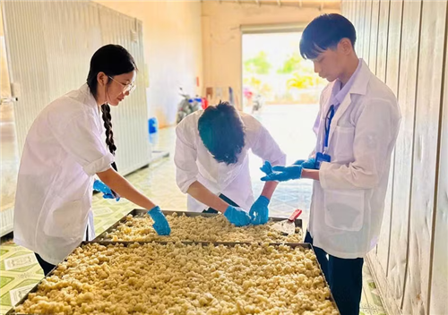 Nhóm thực hiện dự án ứng dụng công nghệ hồ hóa, làm lạnh và sấy thăng hoa để tạo ra tinh bột kháng